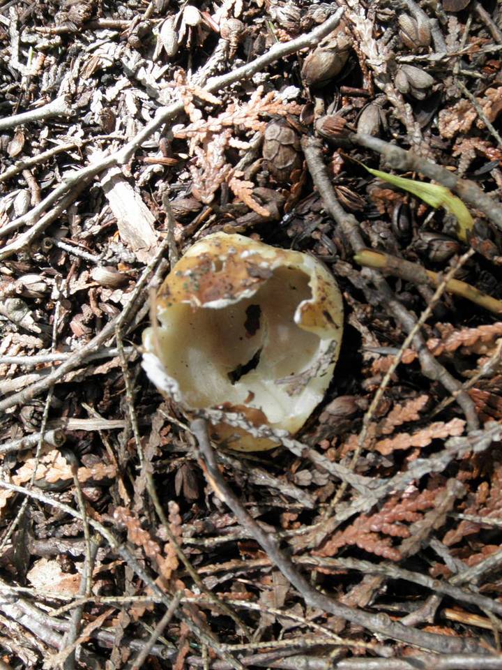 Geopora sepulta image