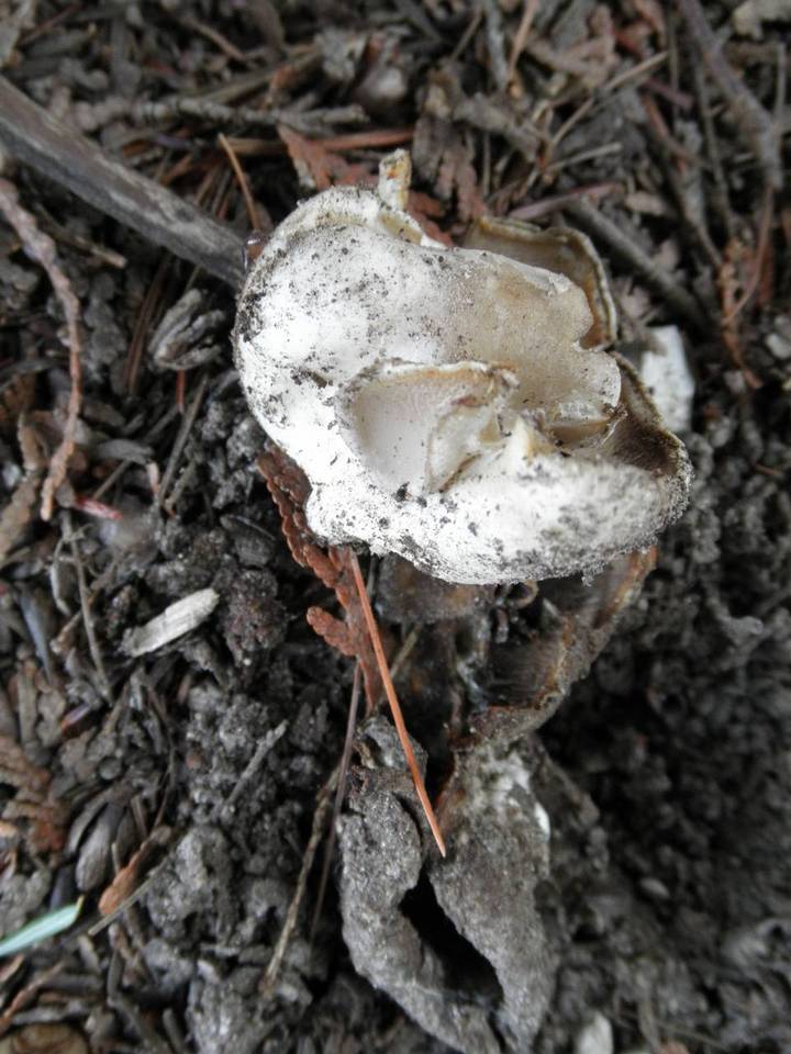 Geopora sepulta image