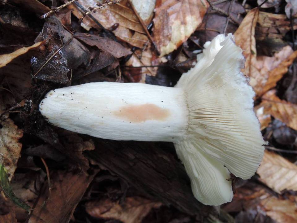 Russula langei image
