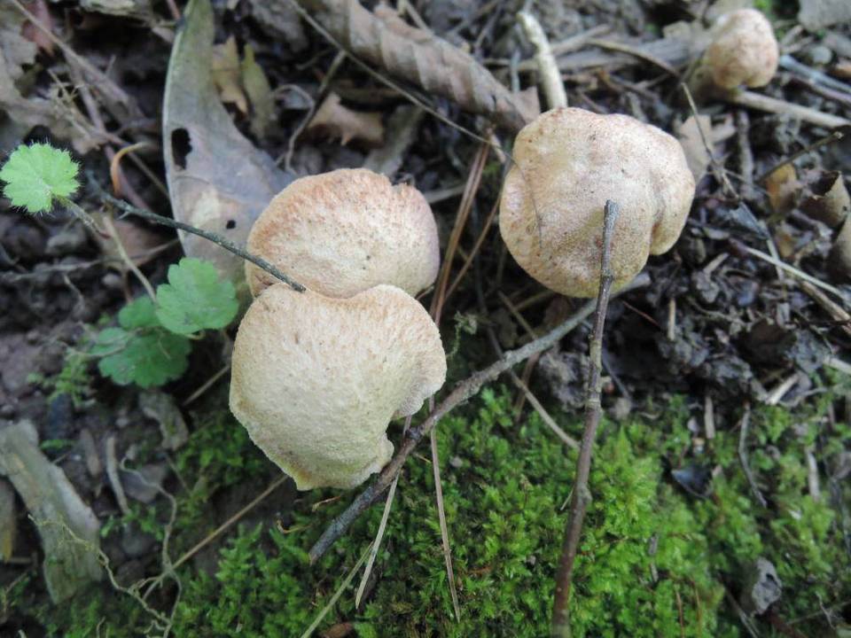 Hodophilus subfuscescens image