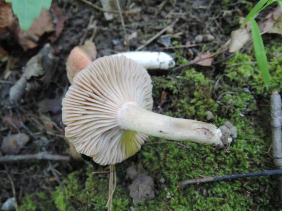 Hodophilus subfuscescens image