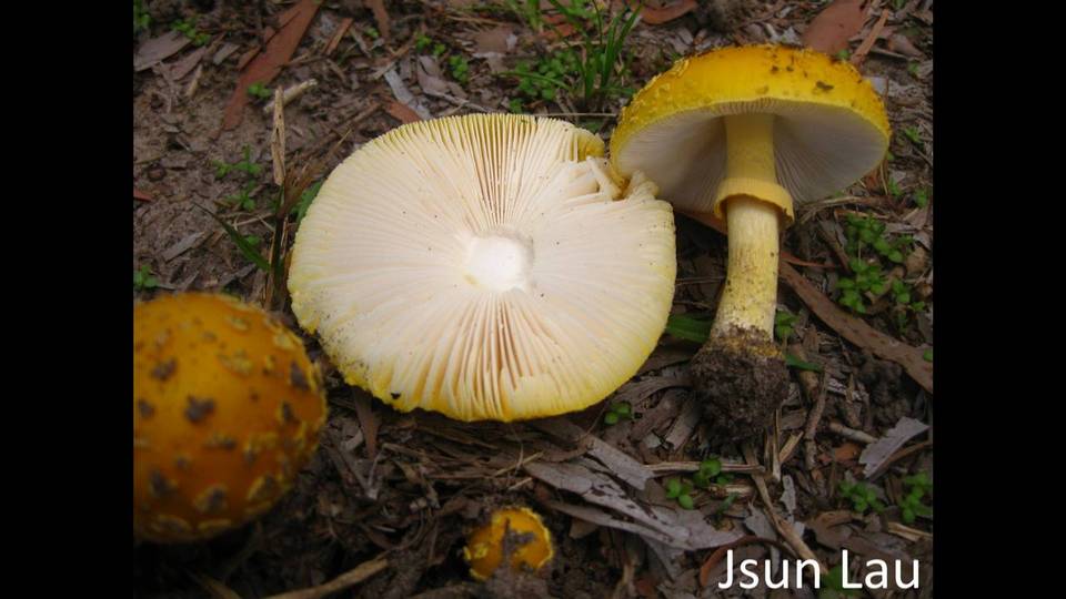 Amanita flavella image