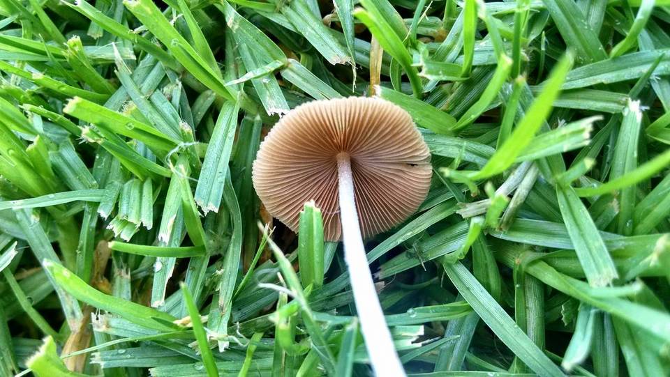 Bolbitius lacteus image