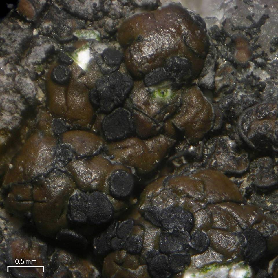 Carbonea assimilis image