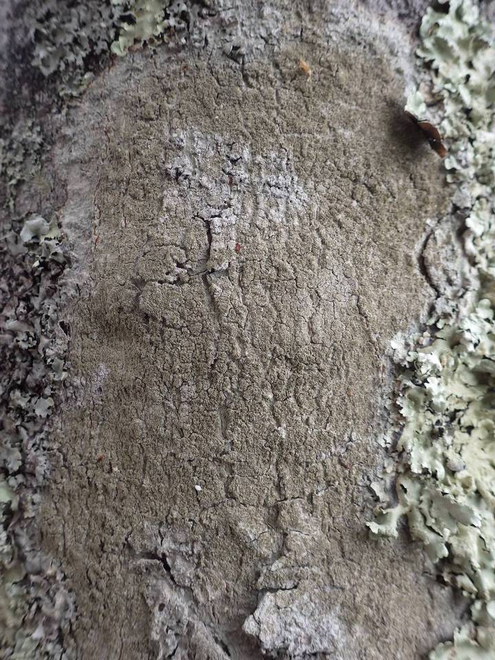 Buellia griseovirens image