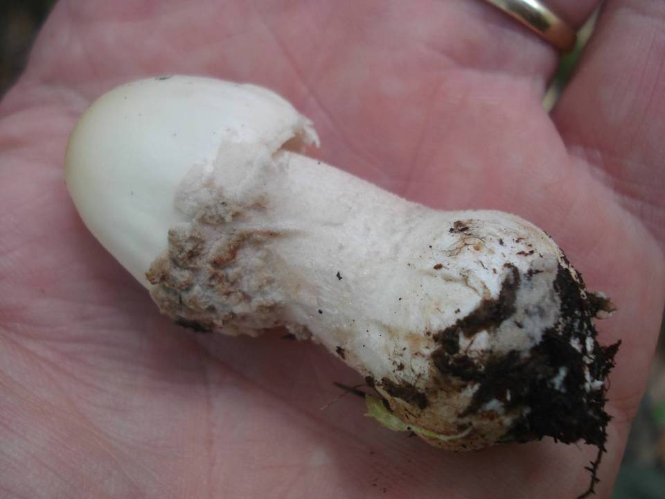 Amanita maryaliceae image
