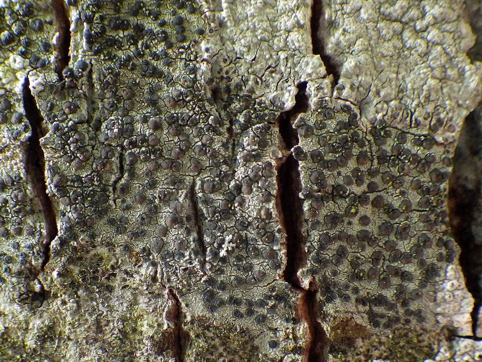 Lecidella elaeochroma f. elaeochroma image