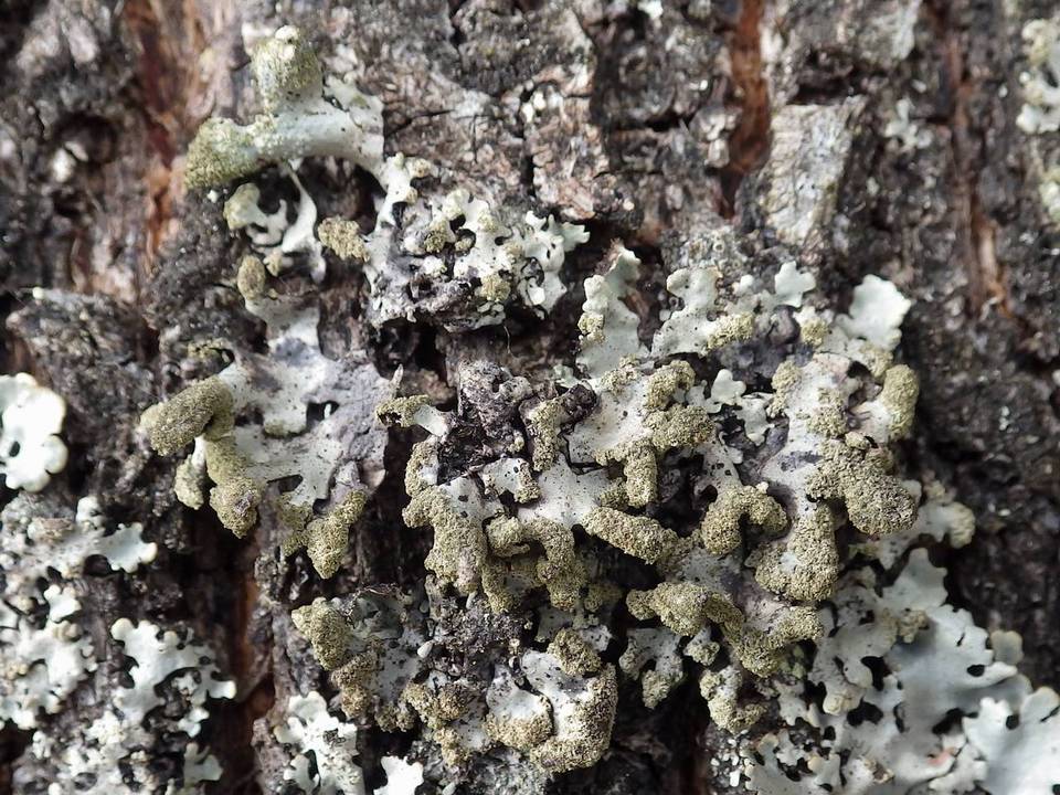 Hypogymnia farinacea image