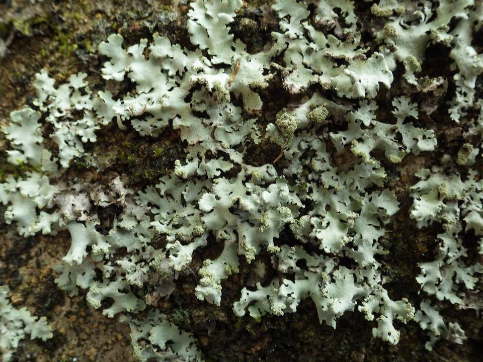 Hypotrachyna endochlora image