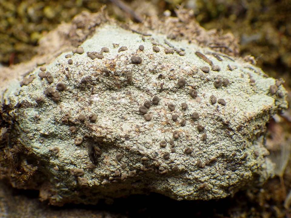 Protoblastenia cyclospora image
