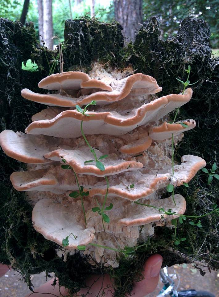Fomitopsis iberica image