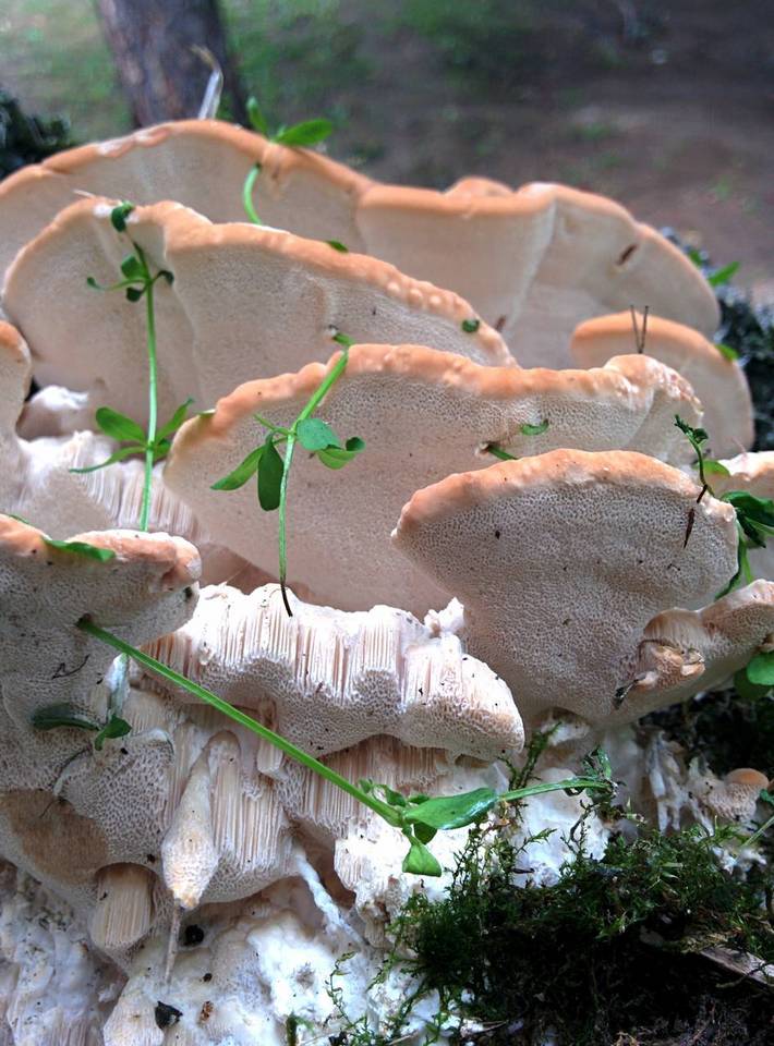 Fomitopsis iberica image