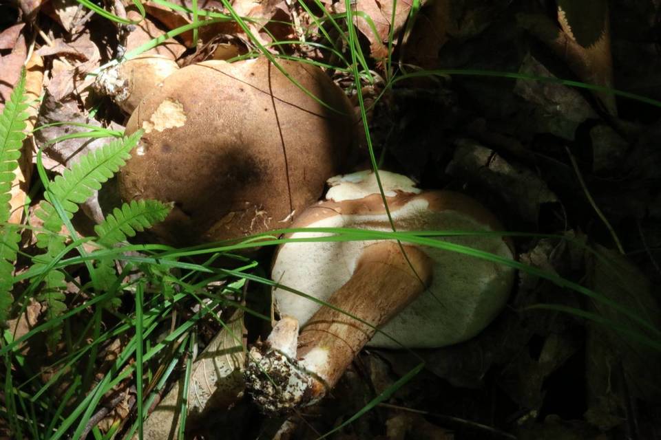 Tylopilus appalachiensis image