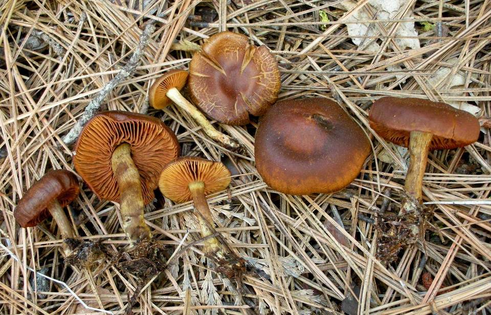Cortinarius aurantiobasis image