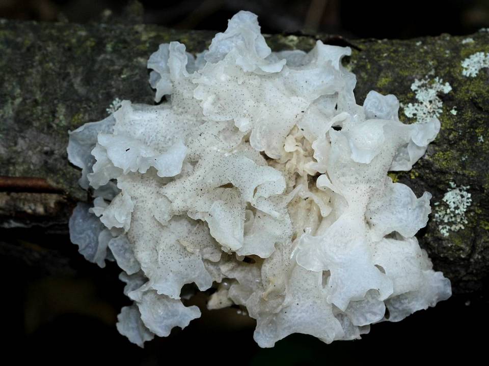 Ophiostoma epigloeum image