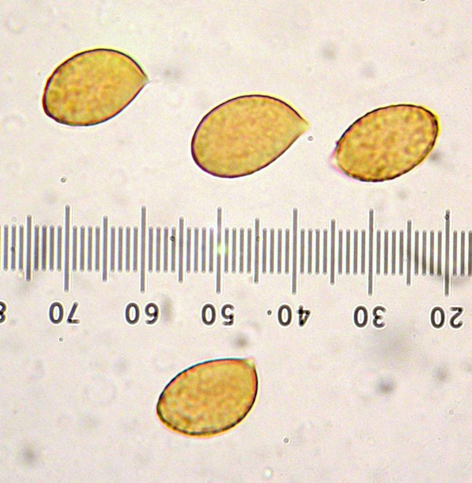 Cortinarius fulvo-ochrascens image