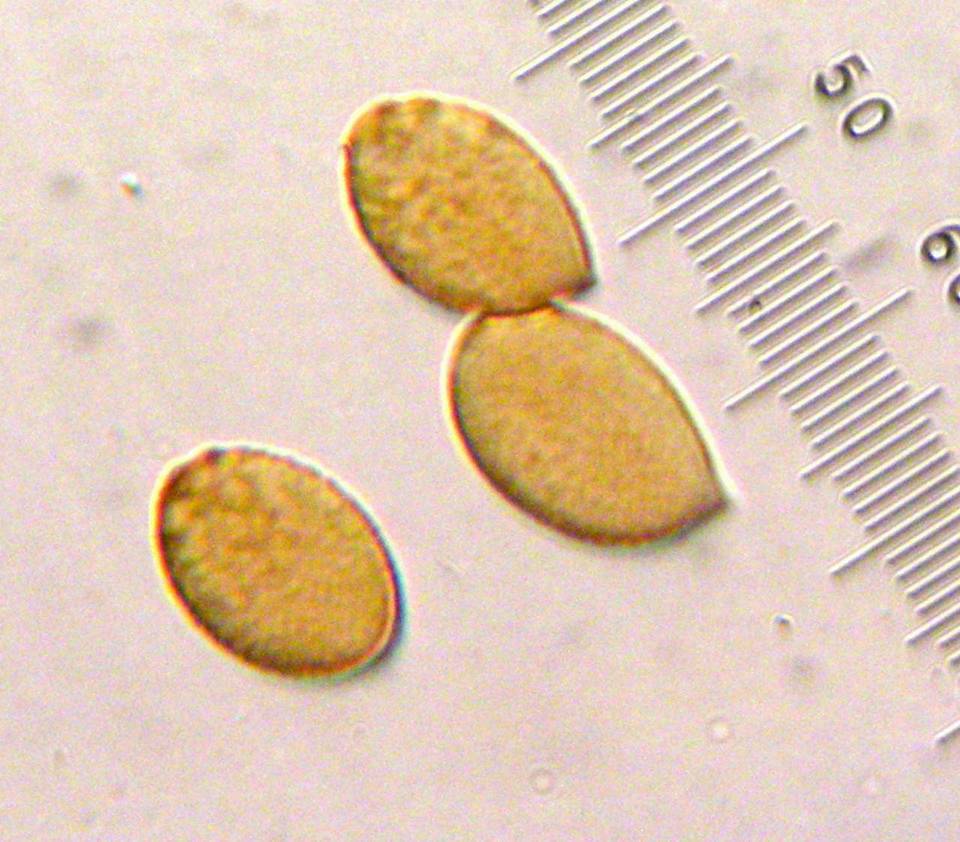 Cortinarius fulvo-ochrascens image