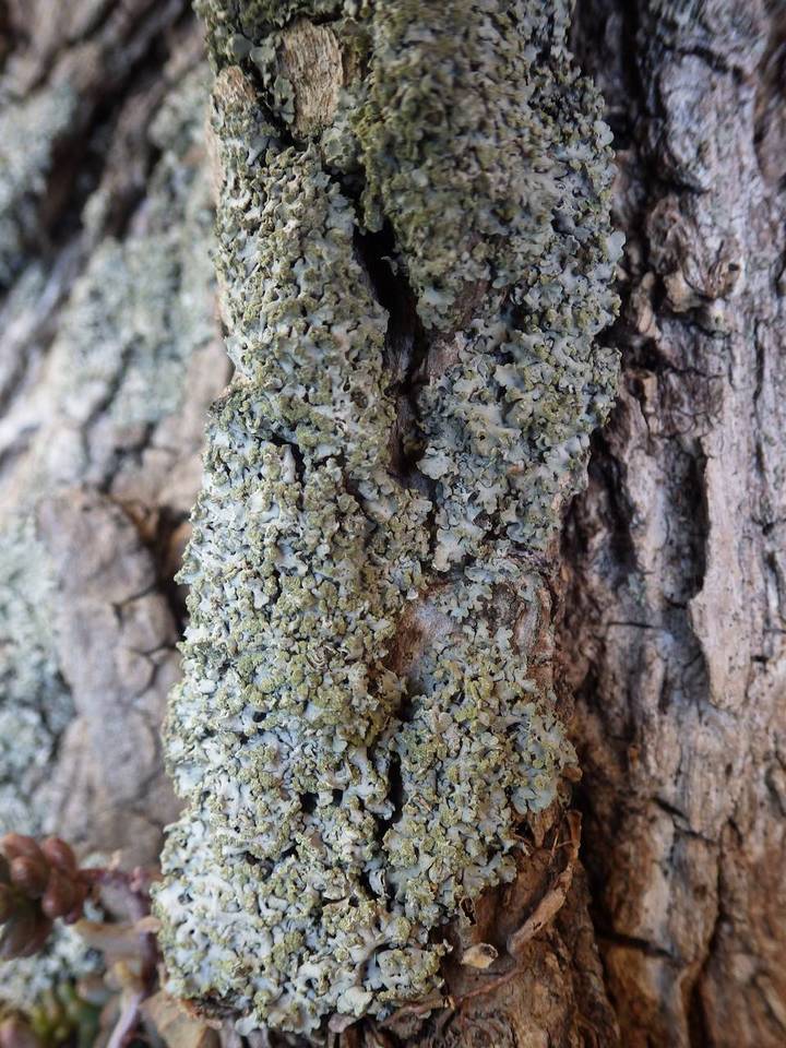 Hypotrachyna endochlora image