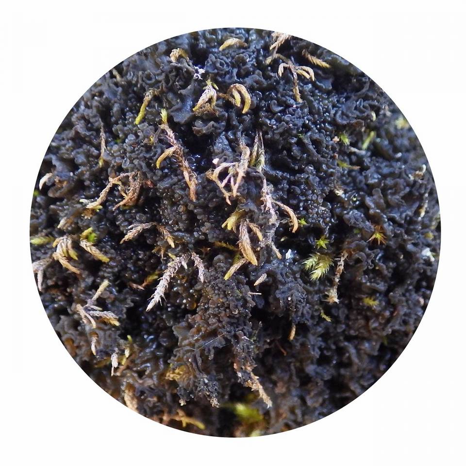 Collema auriforme image
