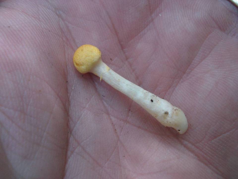 Cortinarius luteus image
