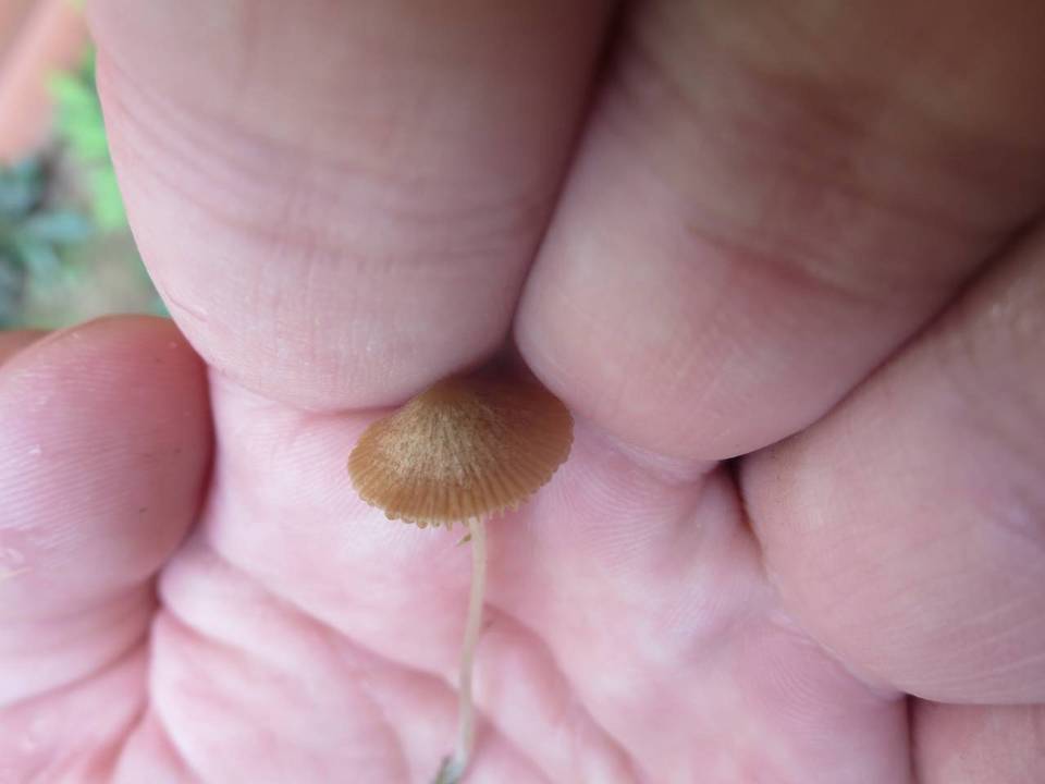 Conocybe cyanopus image