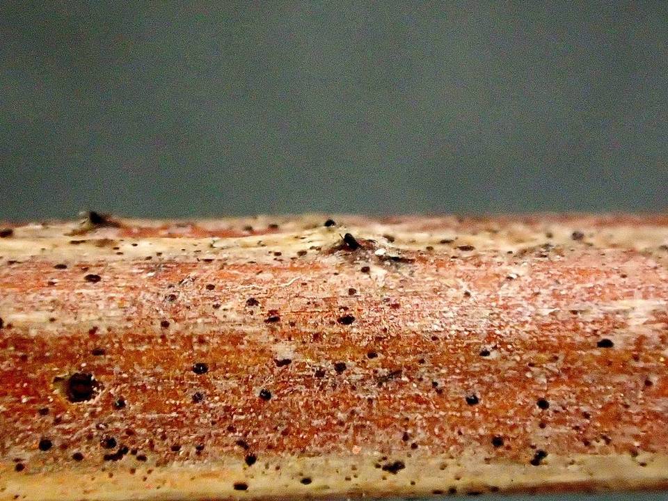 Lophiotrema rubi image