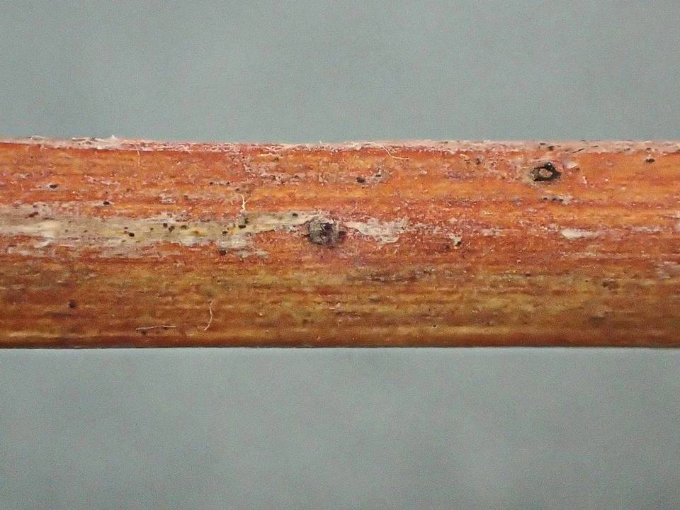 Lophiotrema rubi image