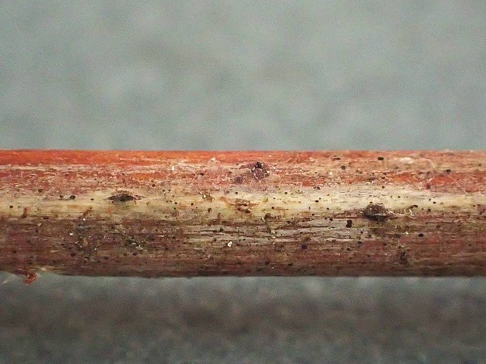 Lophiotrema rubi image