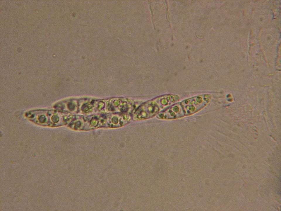 Lophiotrema rubi image