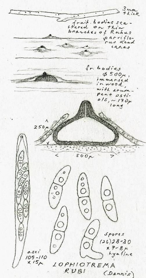Lophiotrema rubi image
