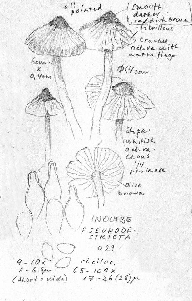 Inocybe pseudodestricta image