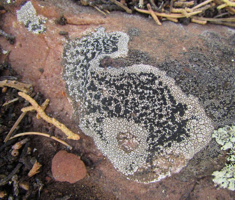 Buellia tesserata image