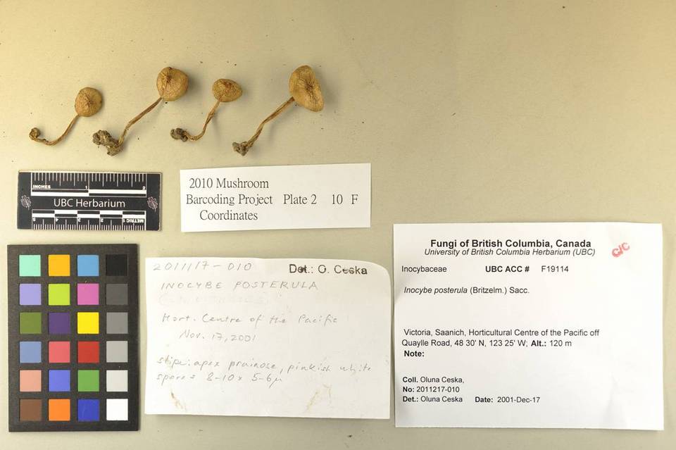 Inocybe posterula image