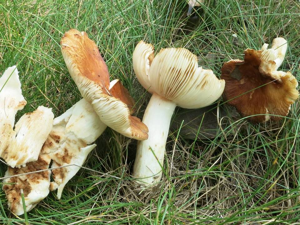 Russula foetentula image