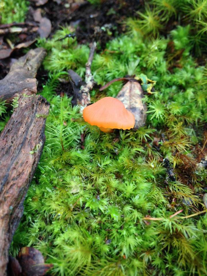 Hygrocybe lamalama image