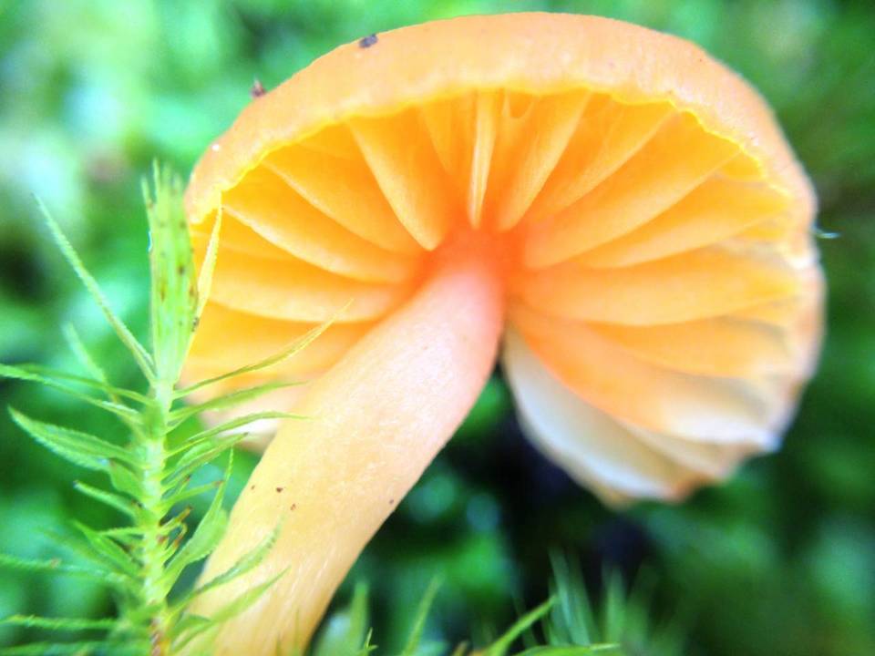 Hygrocybe lamalama image