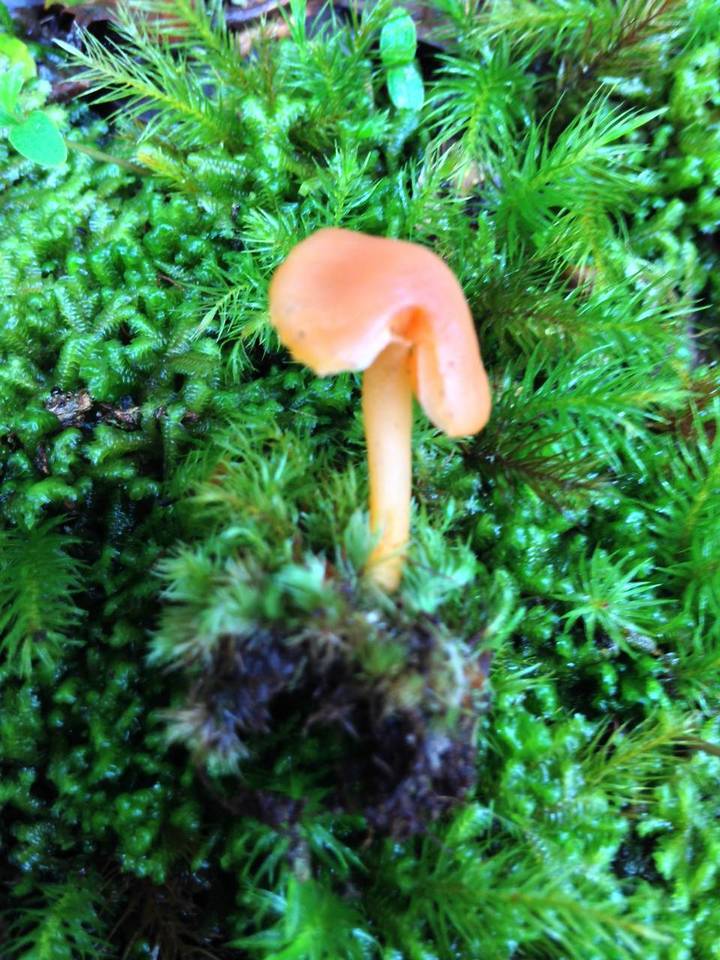 Hygrocybe lamalama image