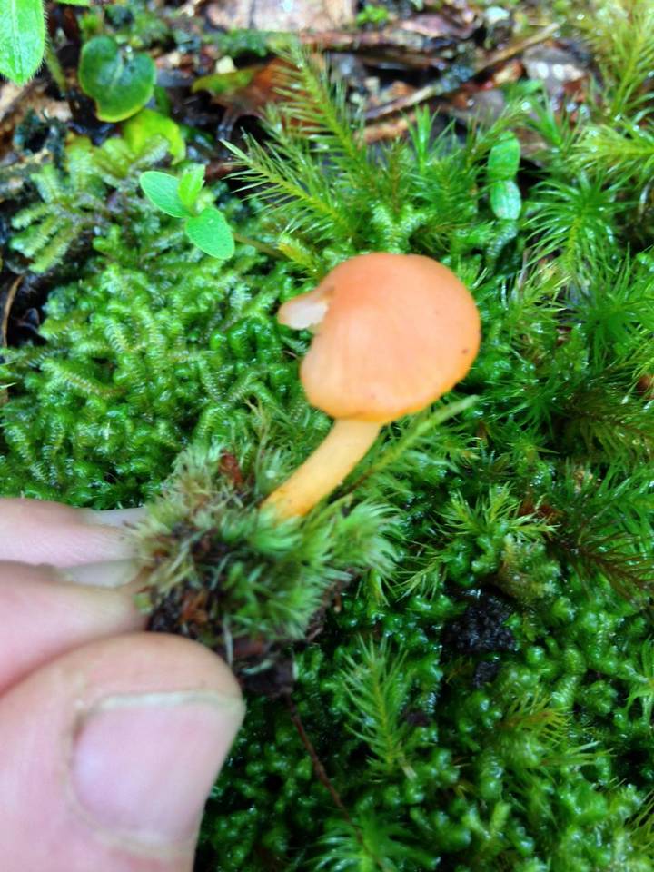 Hygrocybe lamalama image