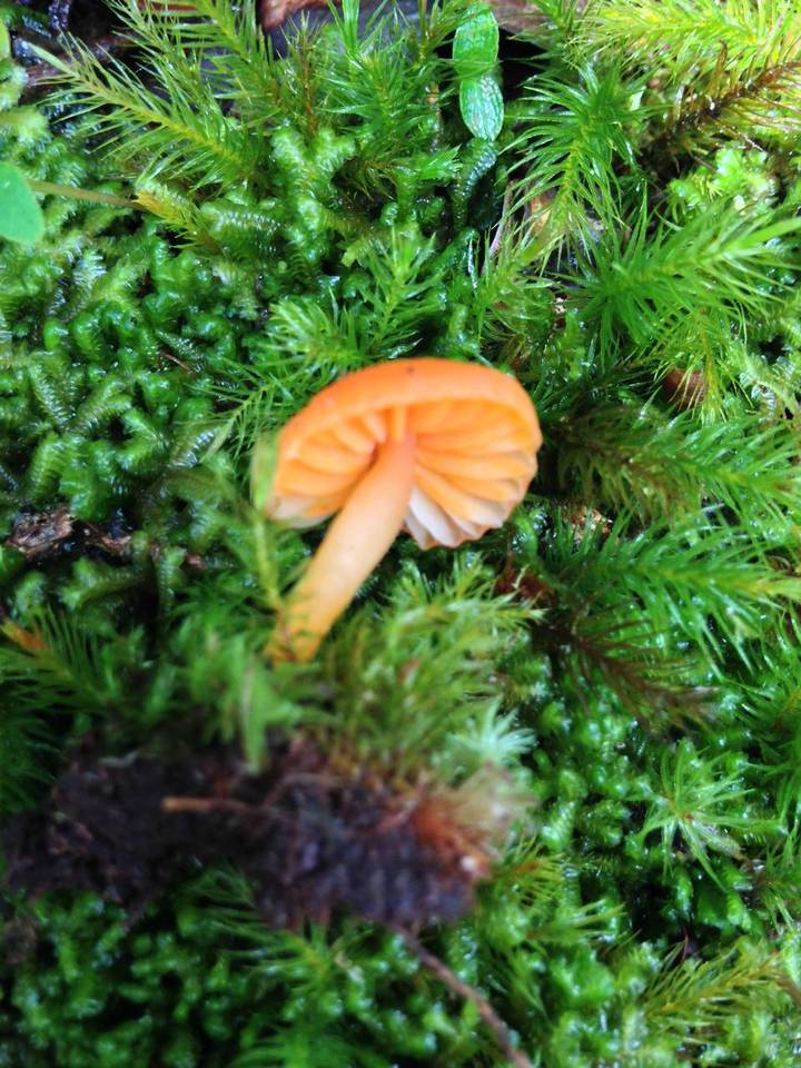 Hygrocybe lamalama image