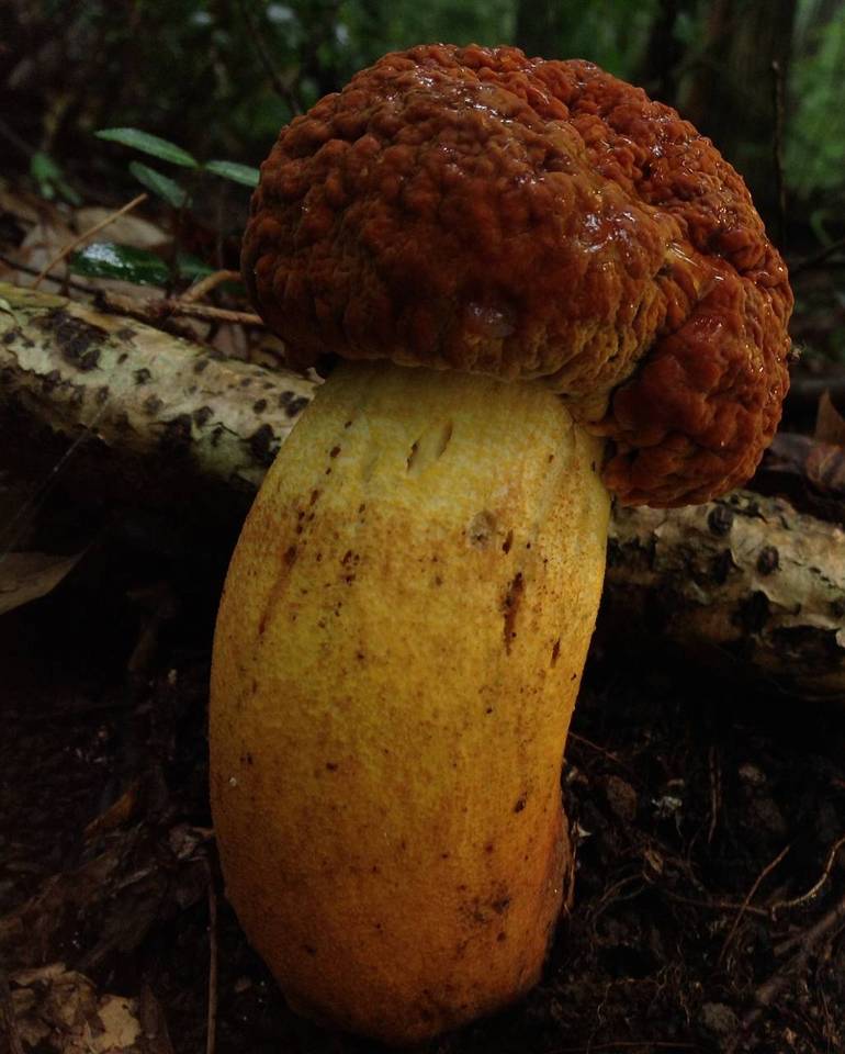 Rugiboletus extremiorientalis image