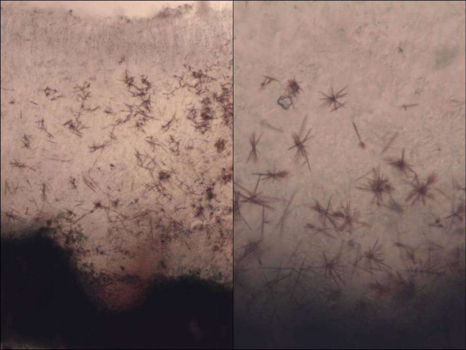 Lecanora rubicunda image