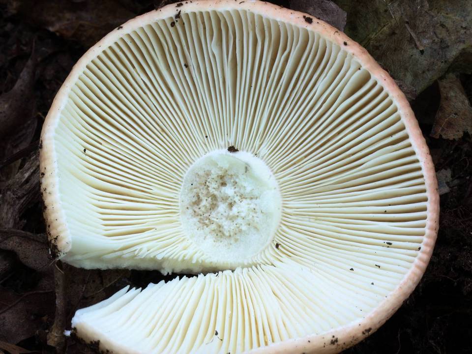 Russula flavisiccans image