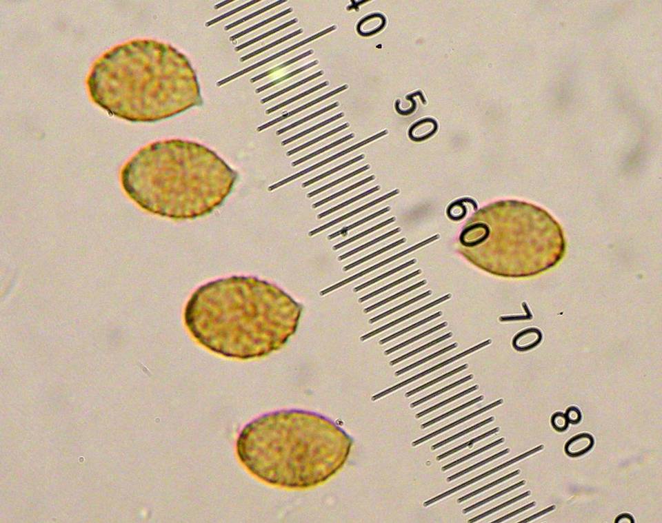 Cortinarius chevassutii image