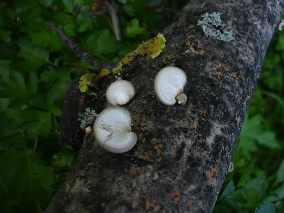 Pleurotus calyptratus image