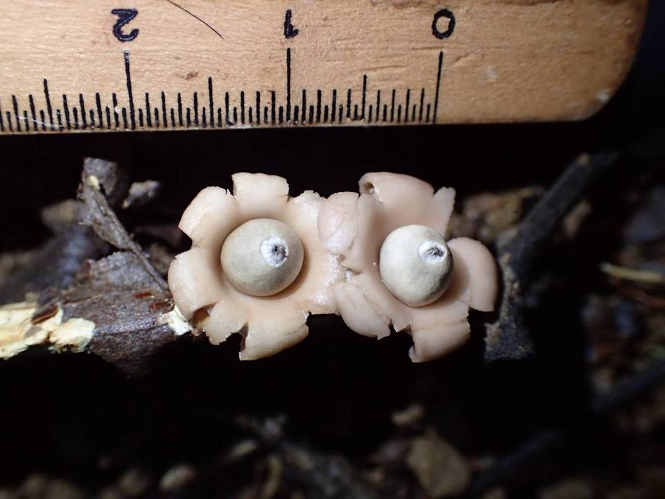 Geastrum subiculosum image