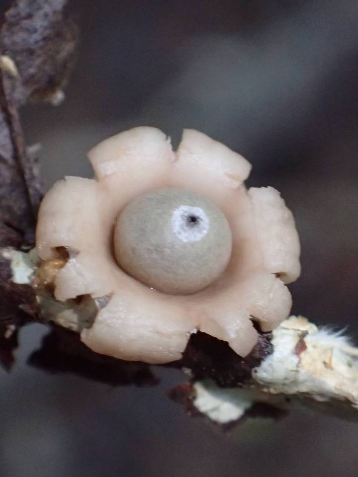 Geastrum subiculosum image