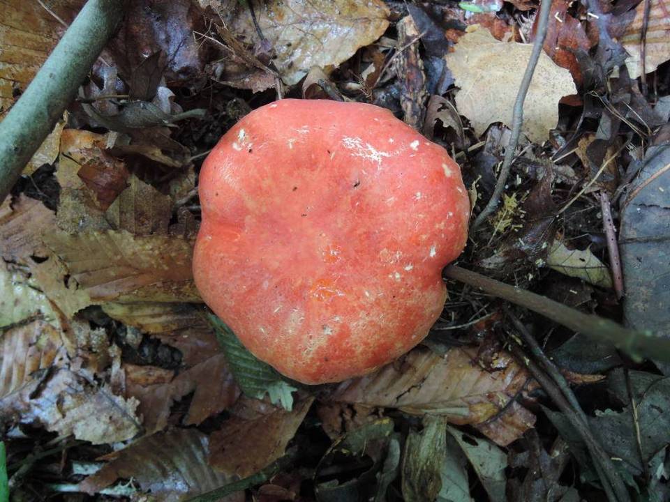 Russula flavisiccans image