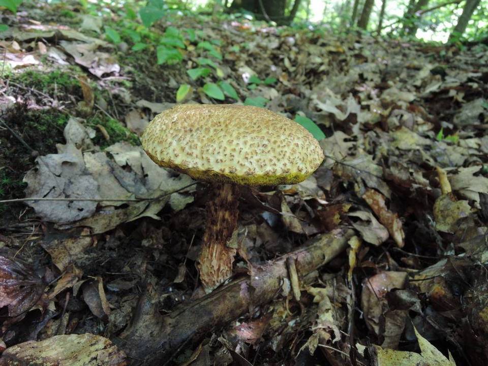 Frostiella russellii image
