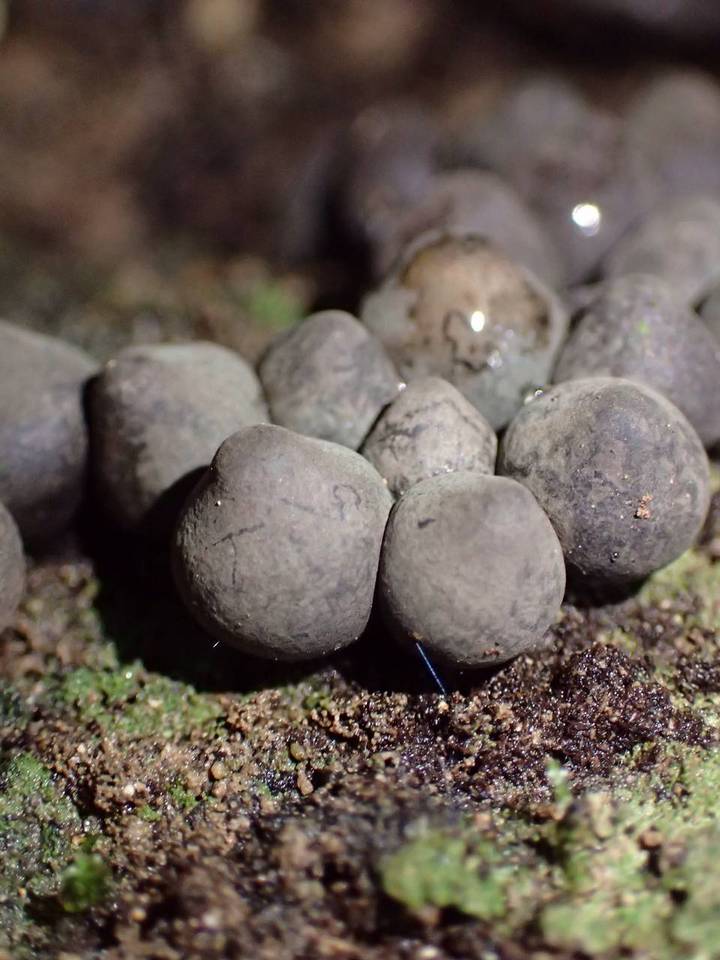 Phylacia poculiformis image