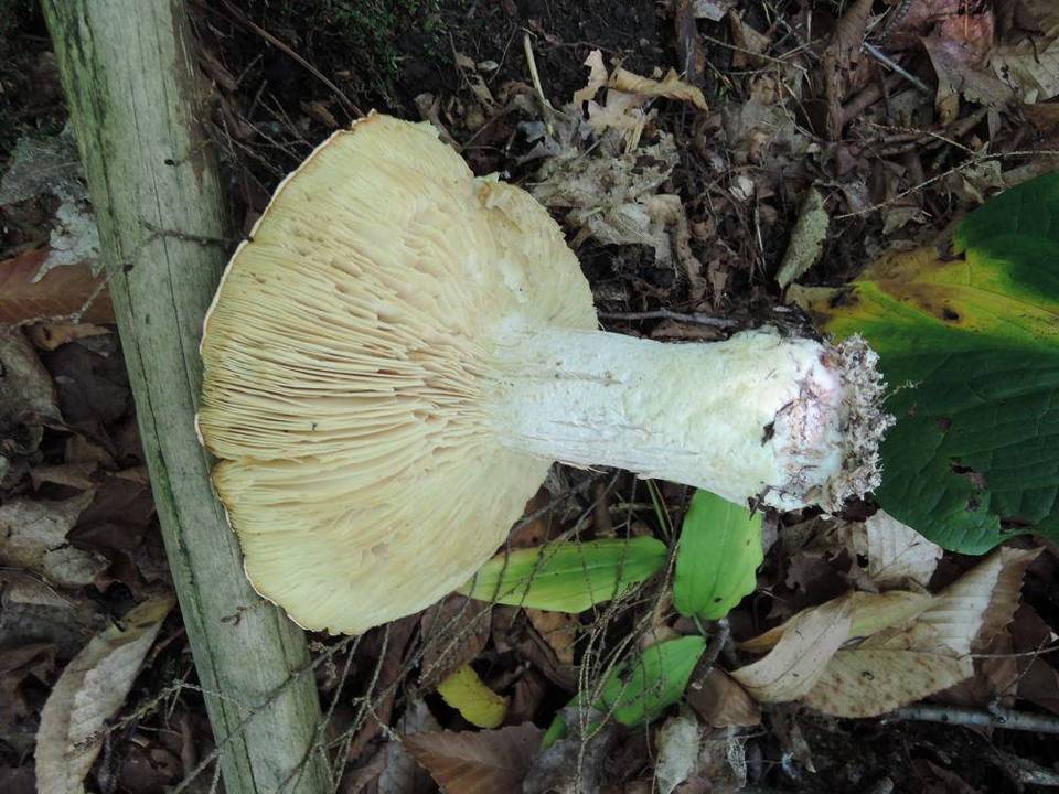 Leucopaxillus compactus image